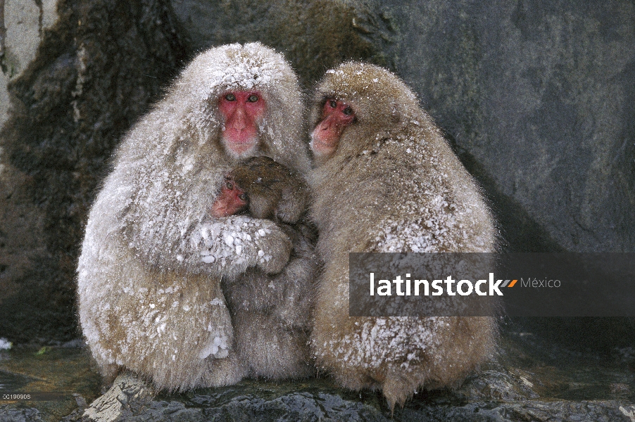 Familia de macaco japonés (Macaca fuscata) todos juntos para el calor, Japón