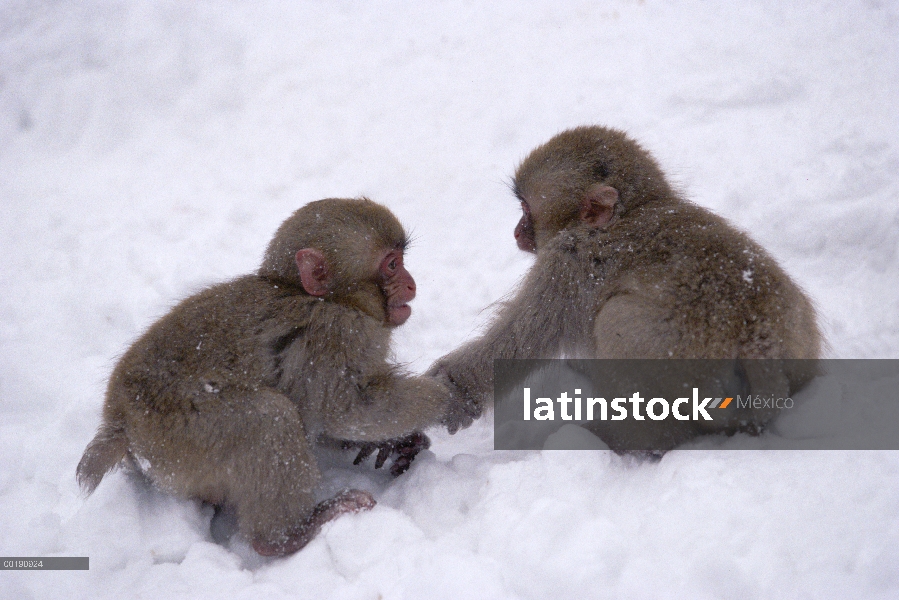 Par de macaco japonés (Macaca fuscata) jugando cerca de aguas termales en los Alpes japoneses, endém