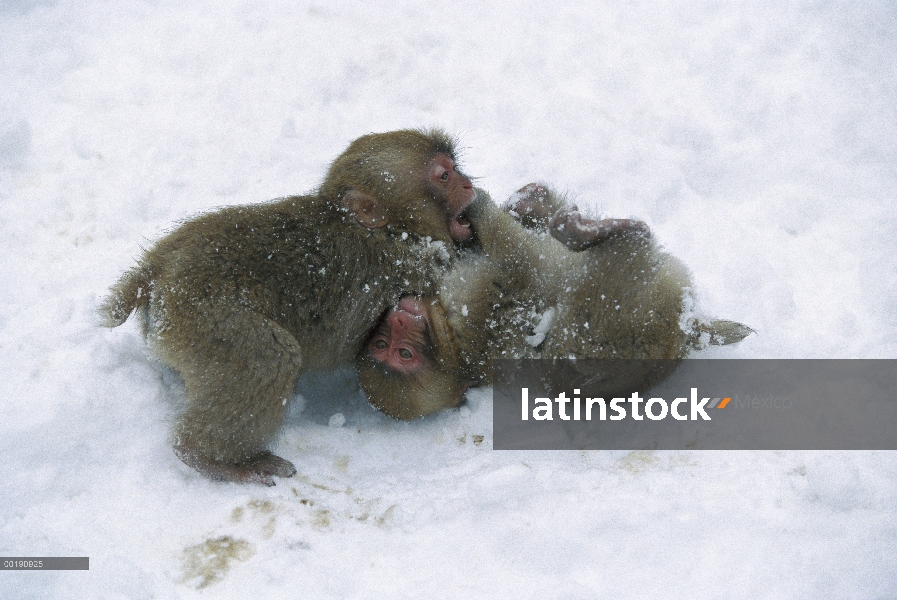 Dos bebés macaco japonés (Macaca fuscata) jugando juntos en la nieve cerca de aguas termales, montan