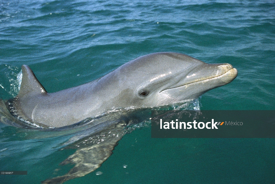 Delfín mular (Tursiops truncatus) superficie, Honduras