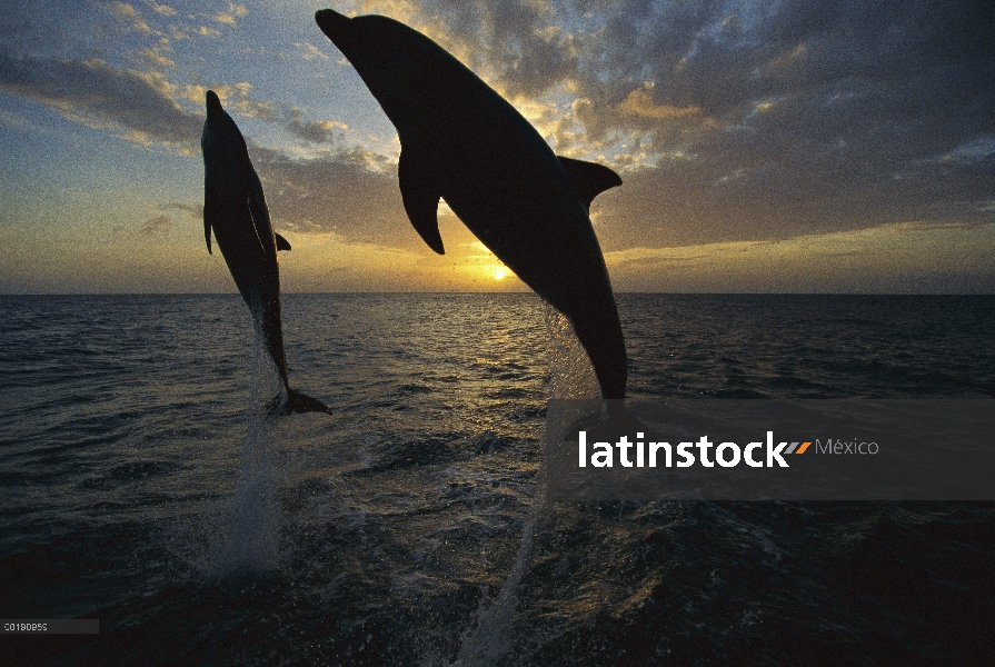 Par de delfines (Tursiops truncatus) de mulares saltando al amanecer, Honduras