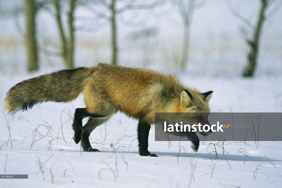 Zorro rojo (Vulpes vulpes) alimentándose en la nieve en invierno, América del norte