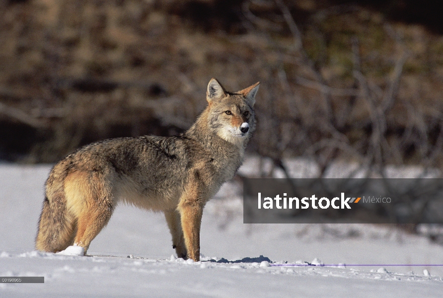 Retrato de Coyote (Canis latrans) con nieve en su nariz, Alleens Park, Colorado