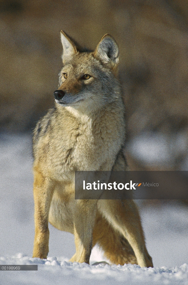 Coyote (Canis latrans) en invierno, Parque de Alleens, Colorado