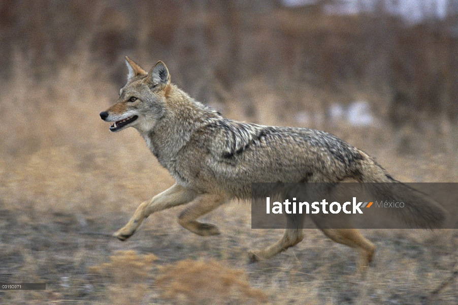 Coyote (Canis latrans) en ejecución, Alleens Park, Colorado