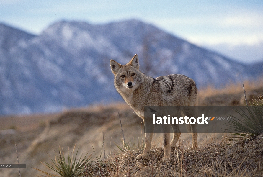 Coyote (Canis latrans) en la línea de cresta, Alleens Park, Colorado