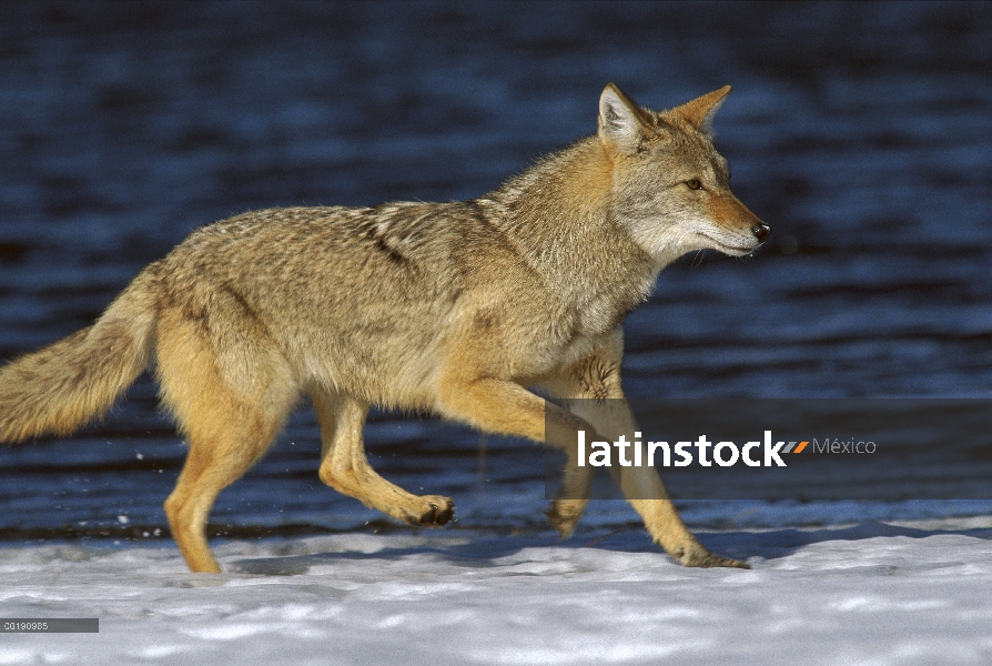 Coyote (Canis latrans) en invierno cerca de Alleens Park, Colorado