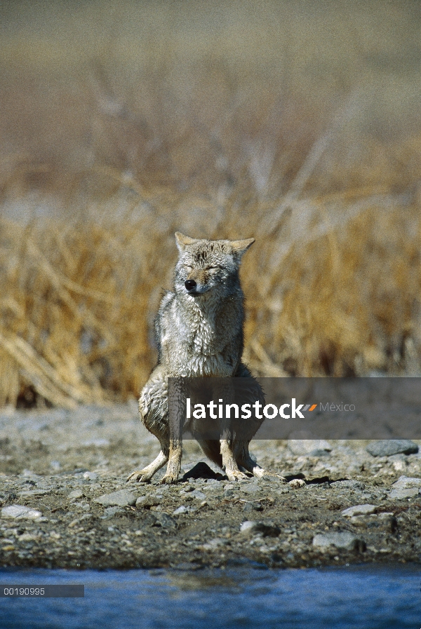 Coyote (Canis latrans) defecar cerca del río, Parque de Alleens, Colorado