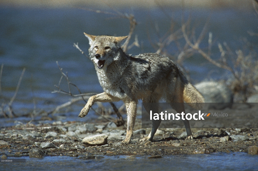 Coyote (Canis latrans) en la orilla del lago cerca de Alleens Park, Colorado