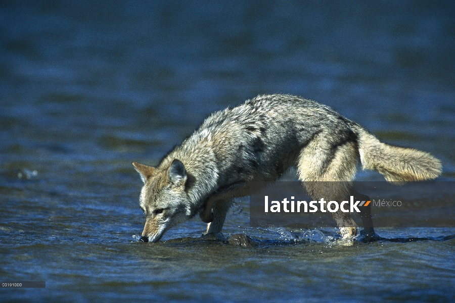 Coyote (Canis latrans) beber del lago, Parque de Alleens, Colorado