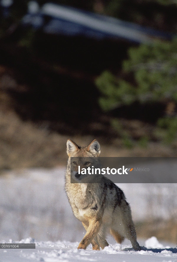 Retrato de Coyote (Canis latrans) en invierno, Parque de Alleens, Colorado