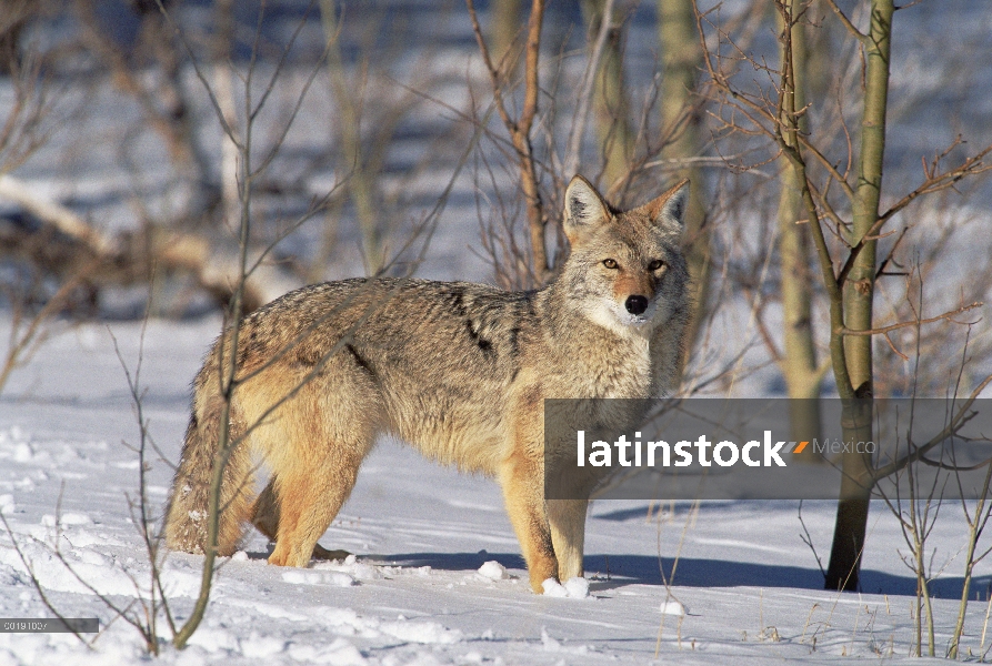 Coyote (Canis latrans) en invierno, Parque de Alleens, Colorado