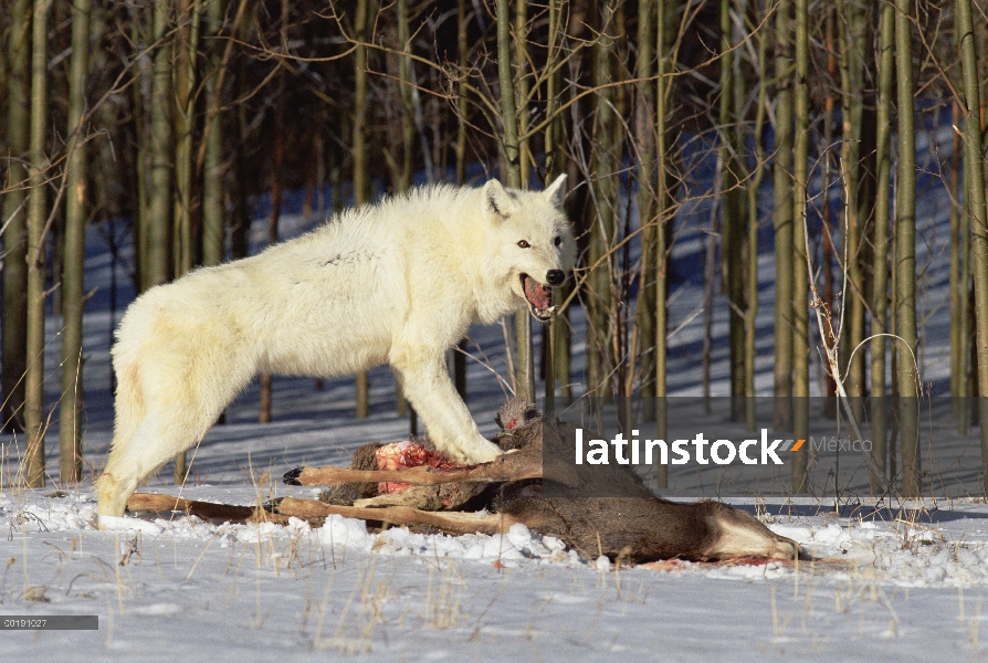 Lobo (lupus de Canis) sobre el canal de venado de cola blanca (Odocoileus virginianus), Colorado