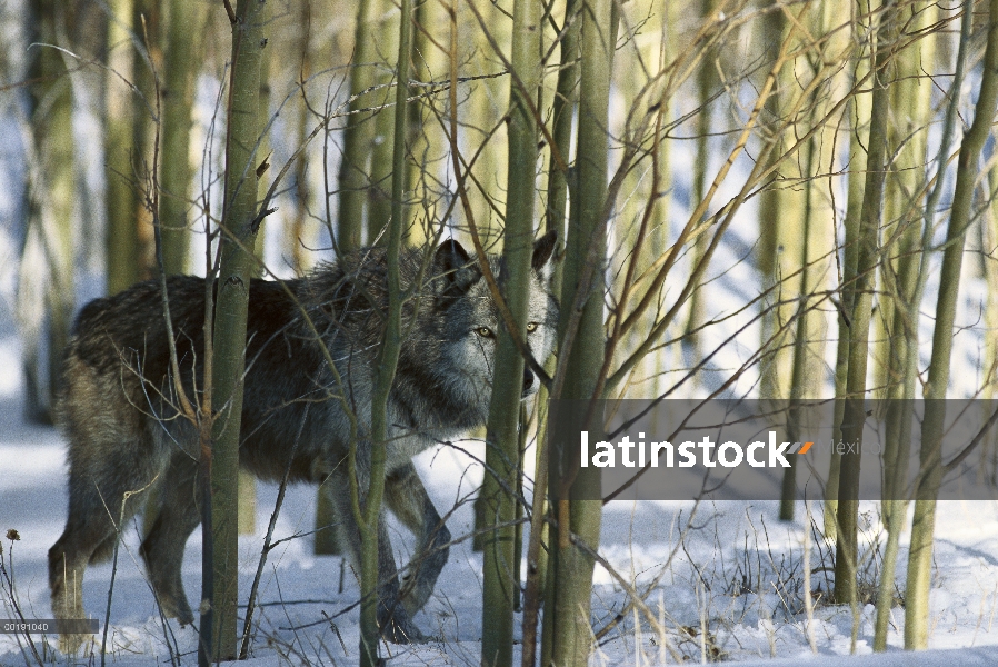 Lobo (lupus de Canis) caminando por el bosque, Colorado