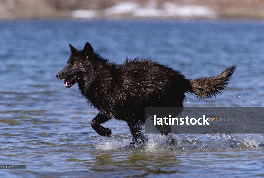 Lobo (Canis lupus) en Río Colorado