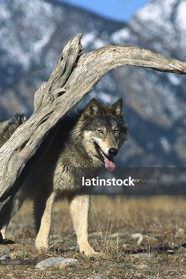 Retrato de lobo (Canis lupus) en invierno