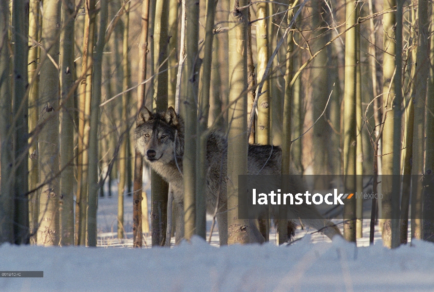 Lobo (lupus de Canis) camuflado en medio de bosque de abedul en invierno, Colorado