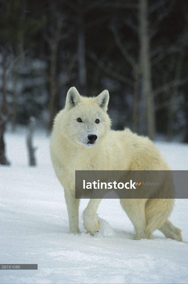 Lobo (Canis lupus), nativa de América del norte y Eurasia