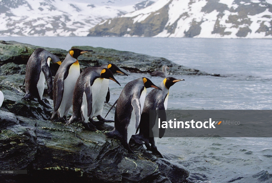 Pingüino rey (Aptenodytes patagonicus) grupo litoral que se acerca, Isla Georgia del sur