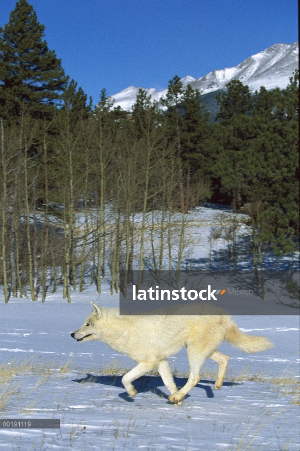 Lobo (lupus de Canis) funcionando, nativa de América del norte y Eurasia