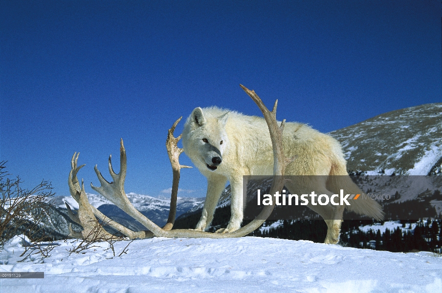 Lobo (Canis lupus) con cornamenta, nativa de América del norte y Eurasia