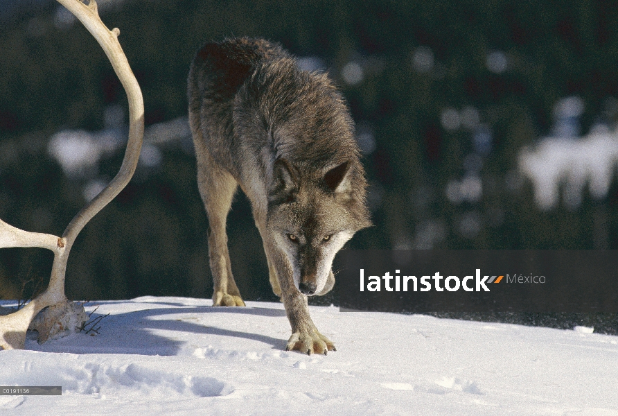 Lobo (Canis lupus), América del norte