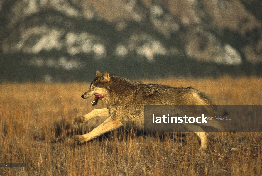 Lobo (lupus de Canis) corriendo por la hierba seca en invierno