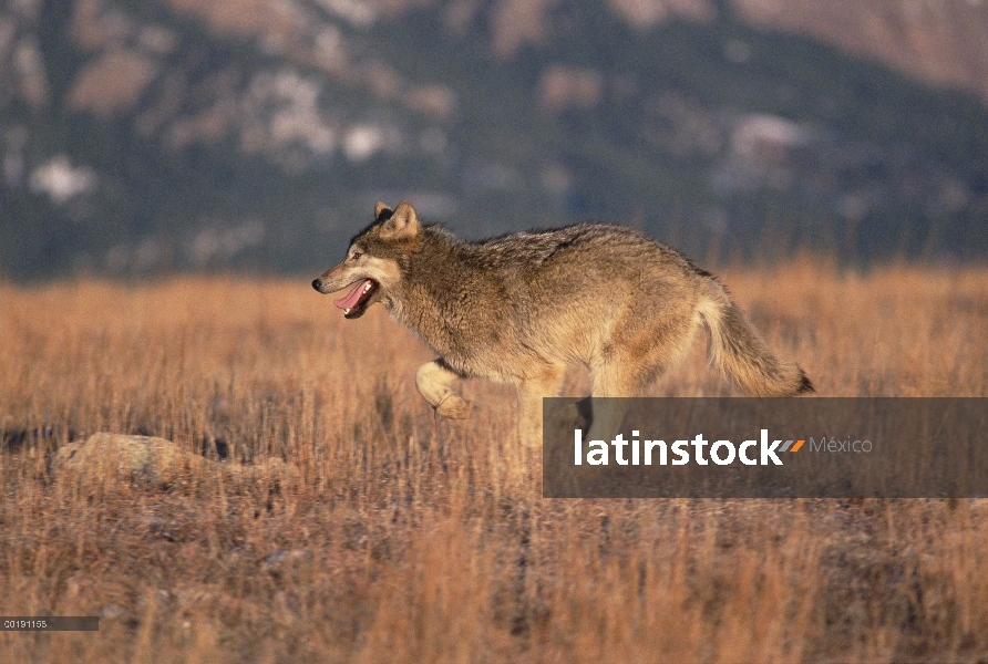 Lobo (lupus de Canis) corriendo por la hierba seca, Colorado