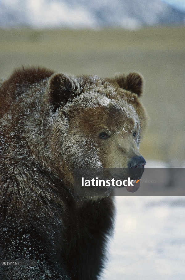 Oso Grizzly (Ursus arctos horribilis) su lengua, América del norte