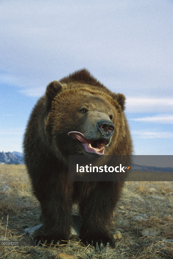 Oso Grizzly (Ursus arctos horribilis) su lengua, América del norte