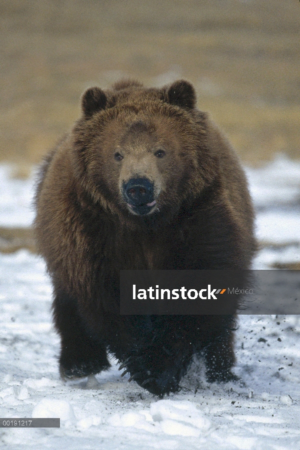 Oso Grizzly (Ursus arctos horribilis) corriendo hacia la cámara, Colorado