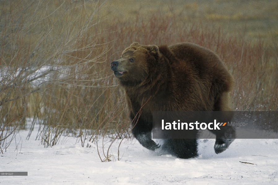 Oso Grizzly (Ursus arctos horribilis) corriendo por la nieve, América del norte