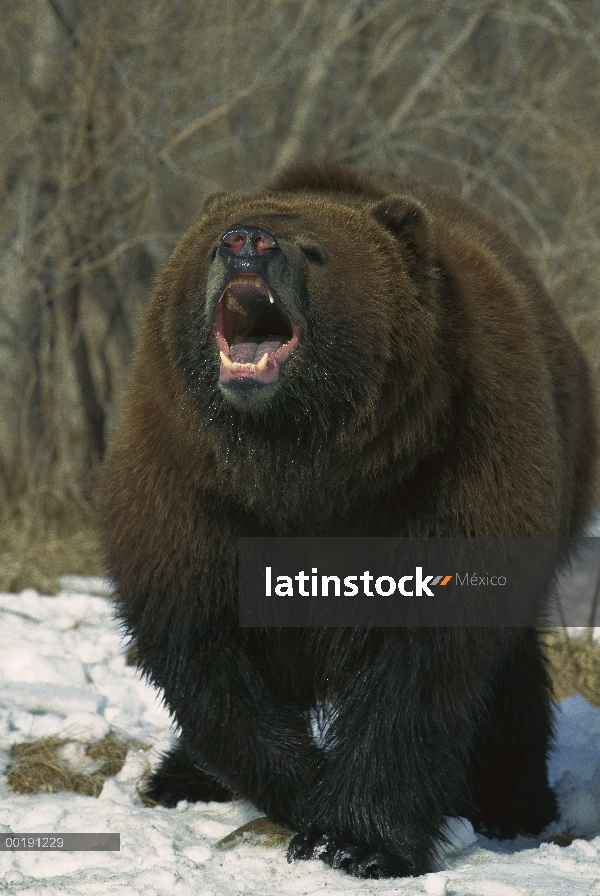 Oso Grizzly (Ursus arctos horribilis) ruge en la nieve, América del norte