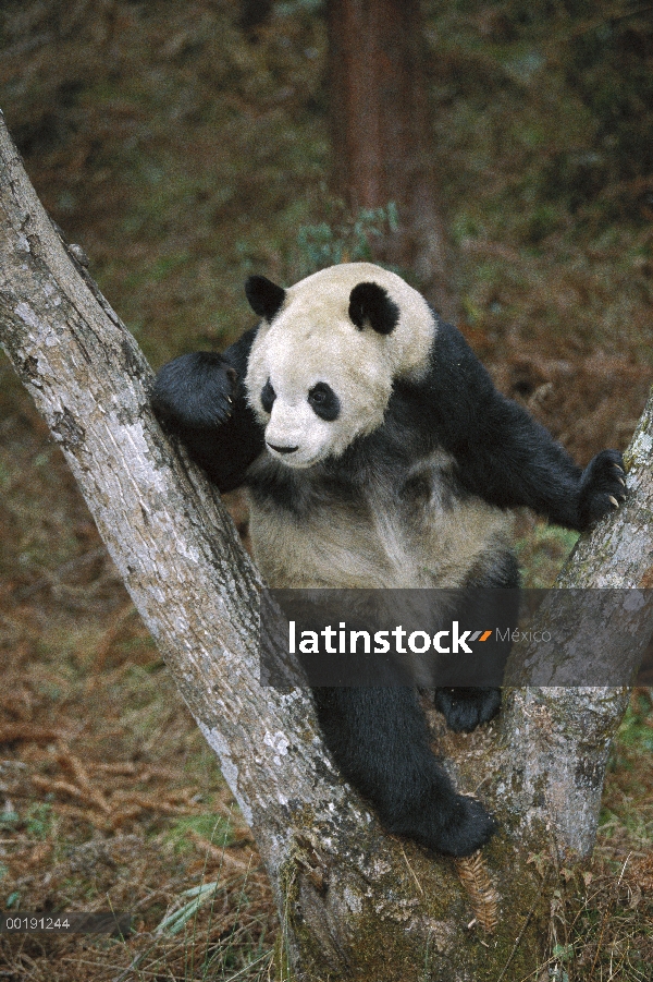 Panda gigante (Ailuropoda melanoleuca) en árbol, Valle Wolong, China