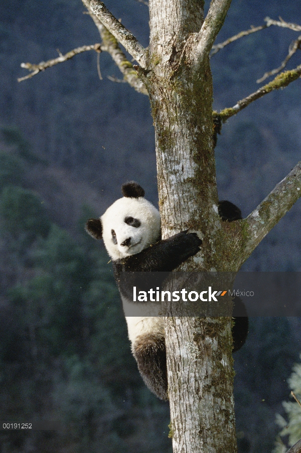 Panda gigante (Ailuropoda melanoleuca), trepar árboles, Valle Wolong, China