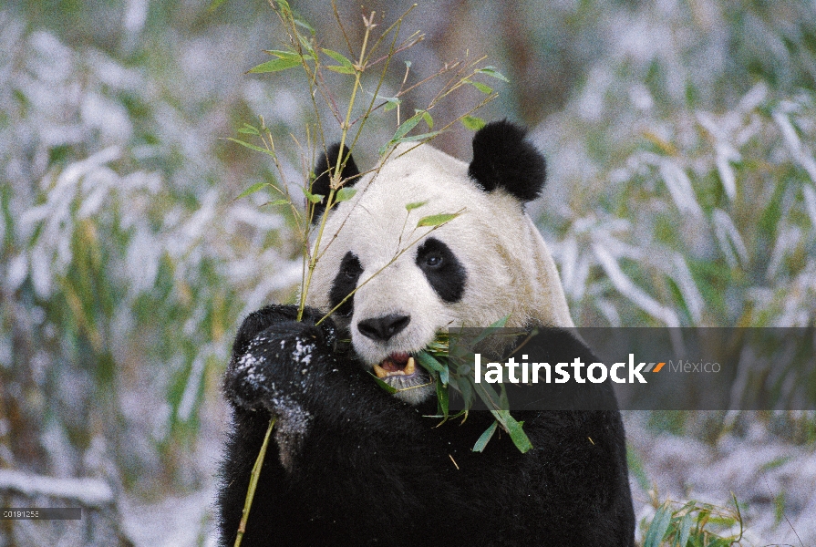 Panda gigante (Ailuropoda melanoleuca) comiendo bambú, Valle Wolong, China