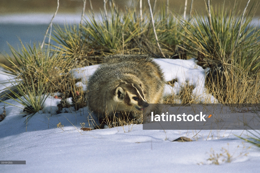 Adulto de tejón americano (Taxidea taxus) en nieve, América del norte