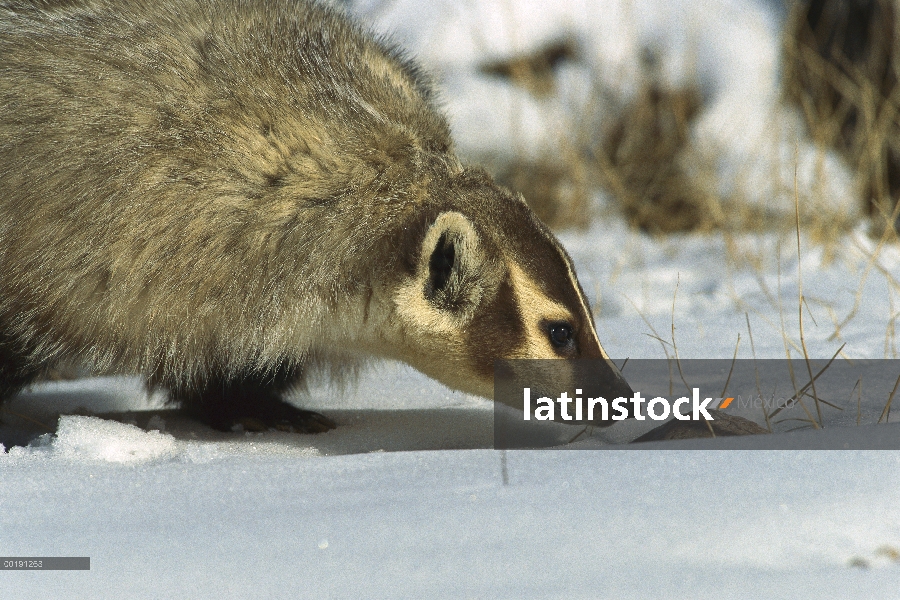 Tejón americano (taxus Taxidae) que huele a tierra, América del norte