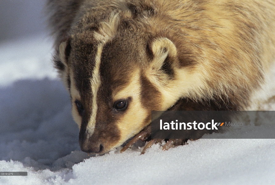 Retrato de tejón americano (Taxidea taxus) en nieve, Colorado