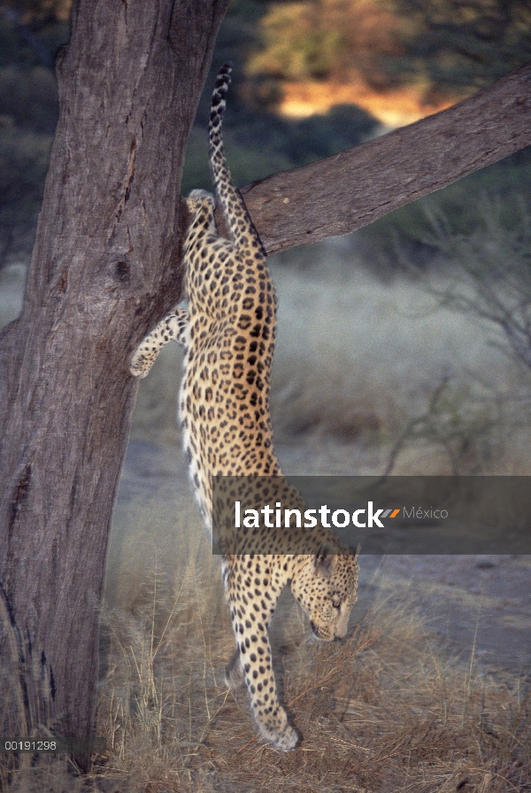 Leopardo (Panthera pardus) saltando de árbol, Parque Nacional de Etosha, Namibia