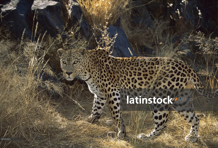 Leopardo (Panthera pardus) en movimiento a través de la hierba, Parque Nacional de Etosha, Namibia