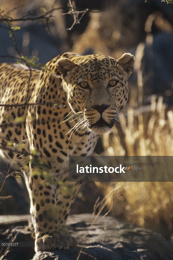 Retrato de leopardo (Panthera pardus), Parque Nacional de Etosha, Namibia