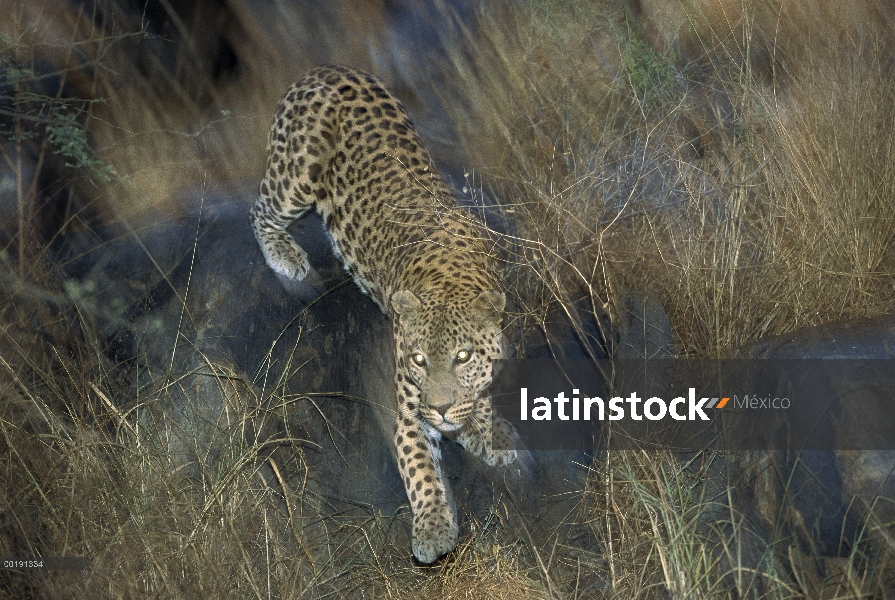 Leopardo (Panthera pardus) en pasto al atardecer, Parque Nacional de Etosha, Namibia