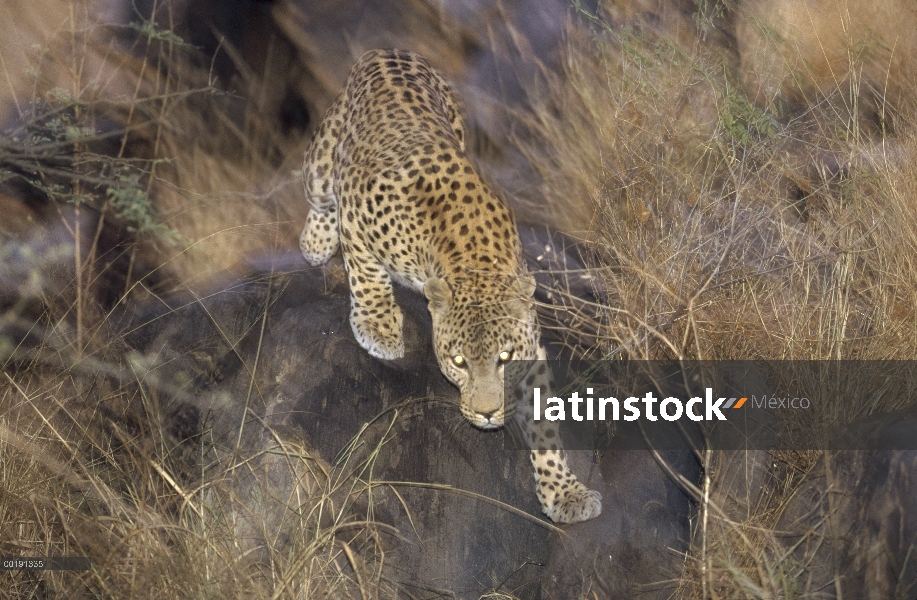 Leopardo (Panthera pardus) corriendo por el pasto al atardecer, Parque Nacional de Etosha, Namibia