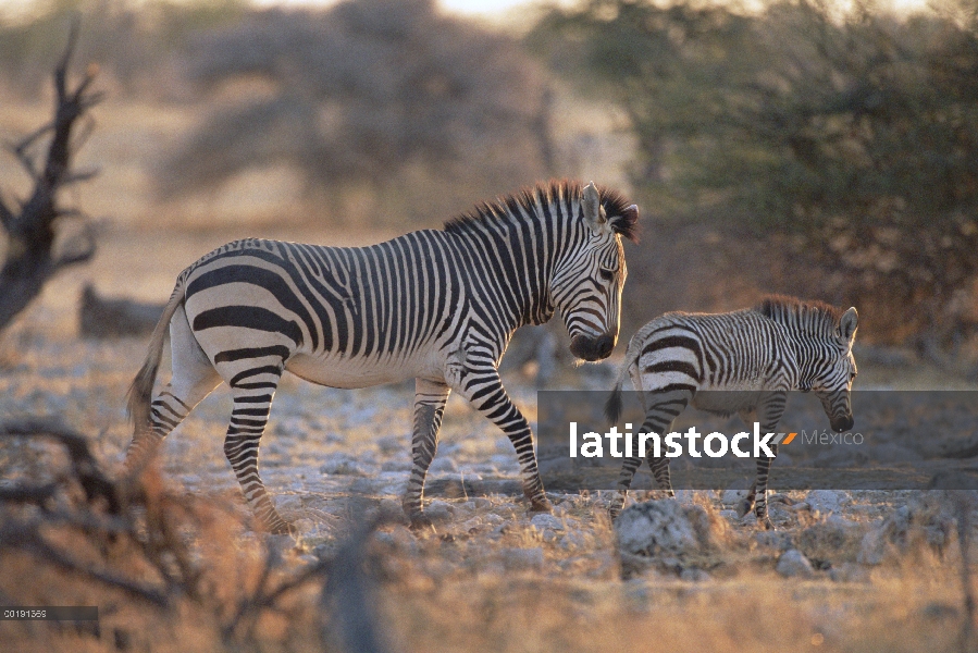 Cebra de montaña (Equus zebra hartmannae) padres y bebé caminar, Parque Nacional de Etosha, Namibia 