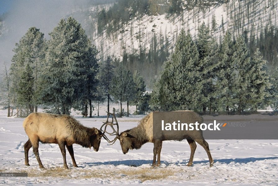 Dos machos de Elk (Cervus elaphus) lucha, Parque Nacional de Yellowstone, Wyoming