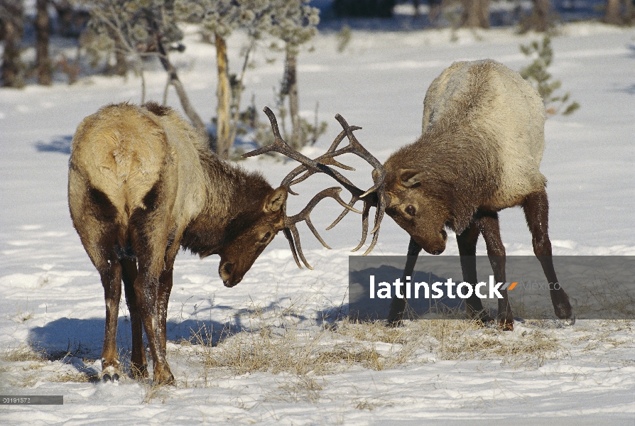 Toros de Elk (Cervus elaphus) lucha en la nieve, Parque Nacional de Yellowstone, Wyoming