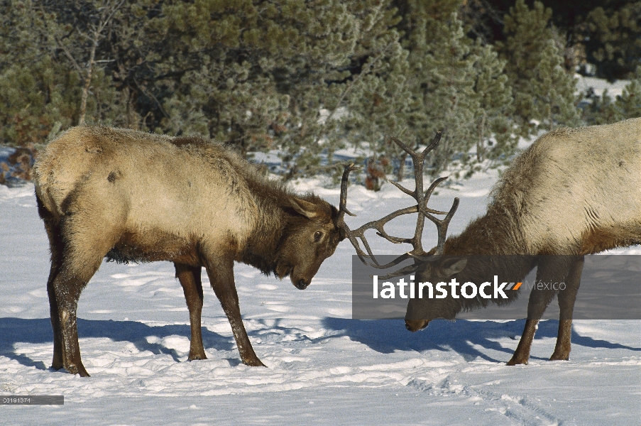 Toros de Elk (Cervus elaphus) lucha, Parque Nacional de Yellowstone, Wyoming