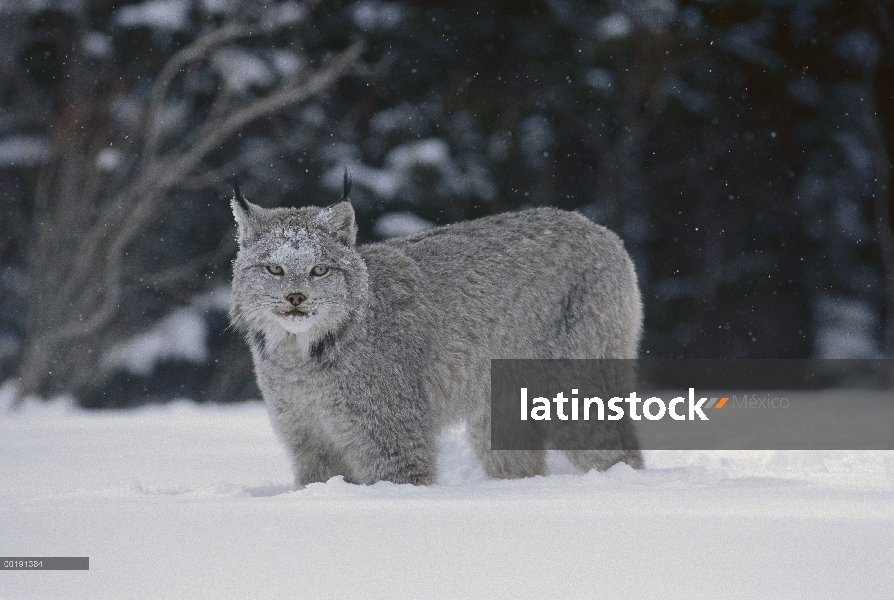 Lince del Canadá (Lynx canadensis) en nieve, América del norte