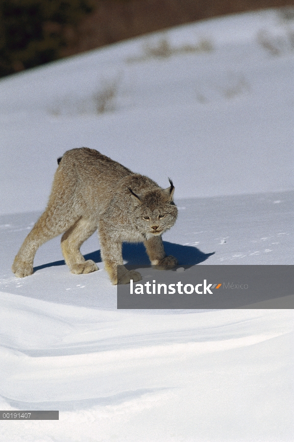 Lince del Canadá (Lynx canadensis) en nieve, América del norte